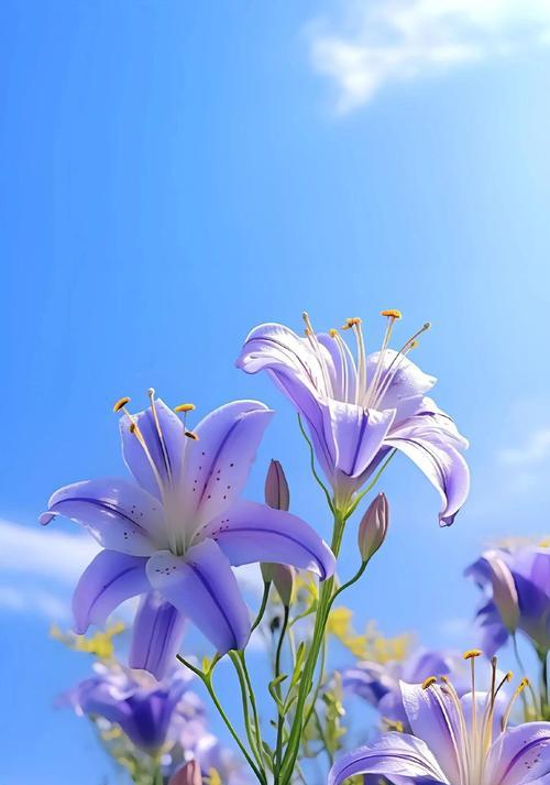 蓝颜色的百合花代表什么？它的花语含义是什么？