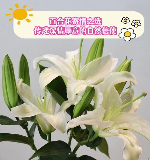 蓝颜色的百合花代表什么？它的花语含义是什么？