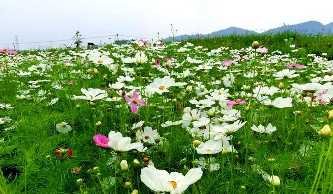 幸福花代表什么？幸福花的寓意和花语是什么？