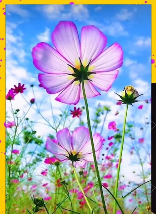 幸福花代表什么？幸福花的寓意和花语是什么？