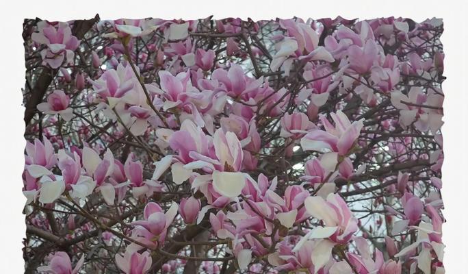 橙色飞蓬花代表什么？橙色飞蓬花的寓意是什么？