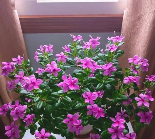 橙色飞蓬花代表什么？橙色飞蓬花的寓意是什么？