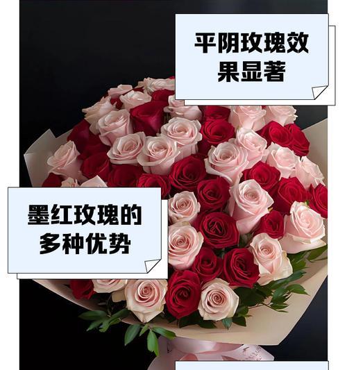 哪种玫瑰花寓意快乐？快乐玫瑰花品种有哪些特点？