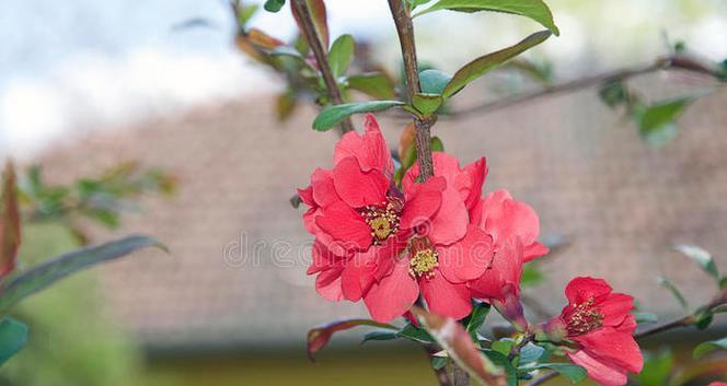 中秋节象征的树花是什么？中秋节树花有哪些？
