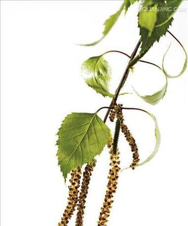 中秋节象征的树花是什么？中秋节树花有哪些？