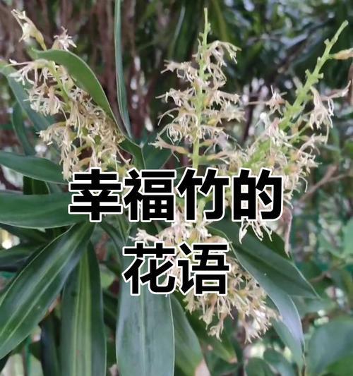 哪种花象征着平安？它的花语是什么？
