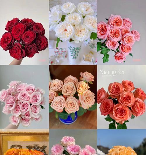 不同颜色玫瑰花代表什么？玫瑰花颜色的寓意是什么？