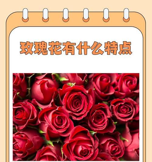 不同颜色玫瑰花代表什么？玫瑰花颜色的寓意是什么？