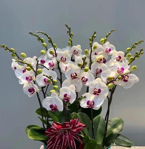 寓意吉祥的年宵花有哪些？它们的花语是什么？