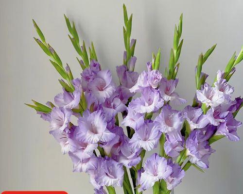 送朋友步步高升花的正确选择是什么？