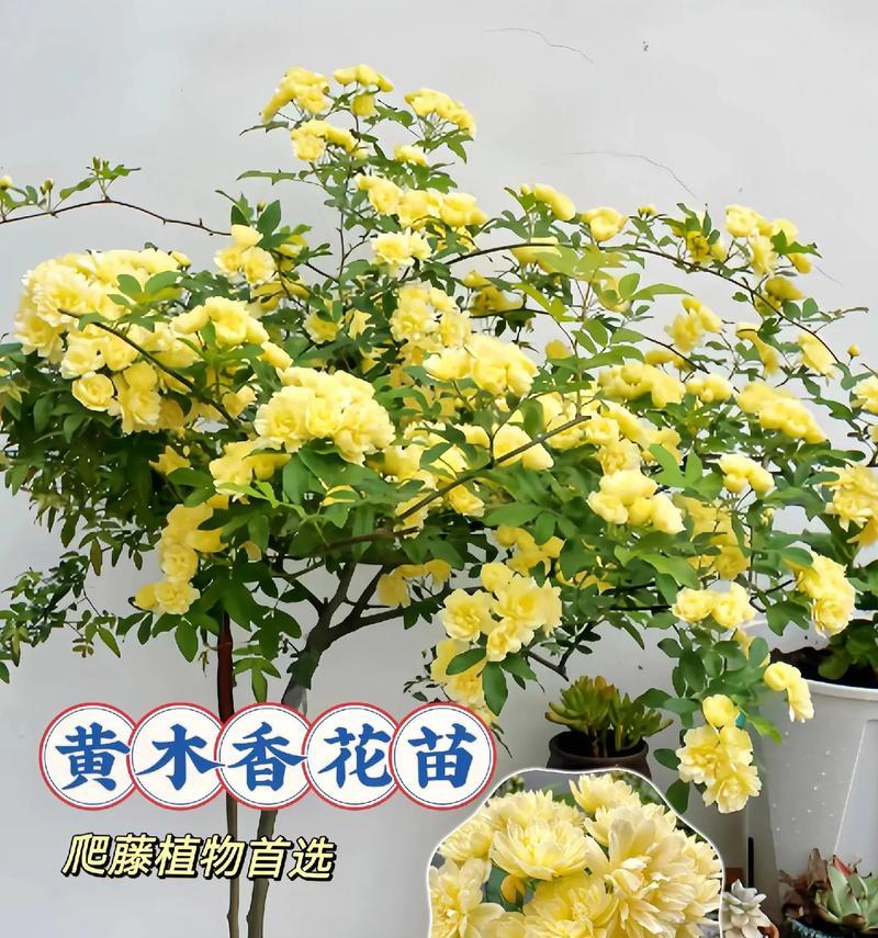 黄色衣服搭配什么花？花的寓意是什么？