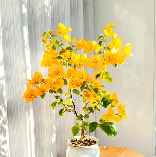 黄色衣服搭配什么花？花的寓意是什么？