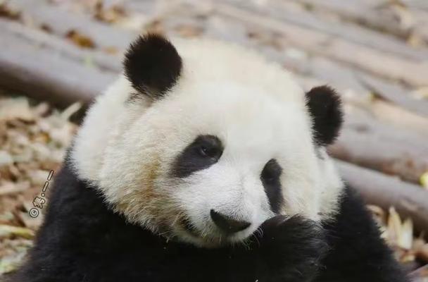 手捧花抱走熊猫代表什么？它的寓意是什么？