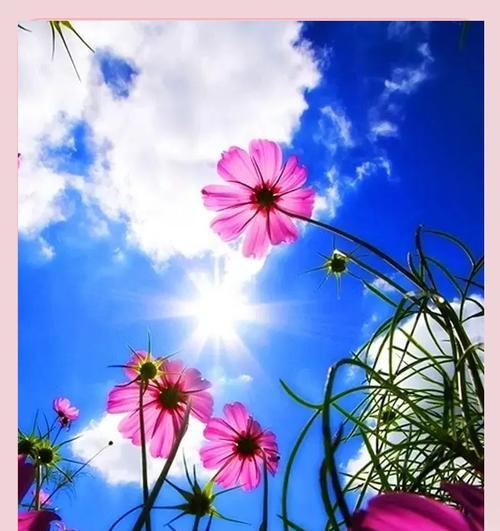 哪种花的花语是坚强和幸福？