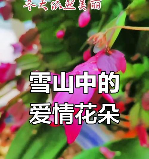 哪种花象征贞洁的爱情？