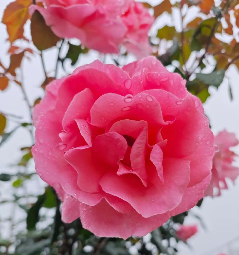 劳动节送什么花有特殊意义？劳动节花卉的象征是什么？