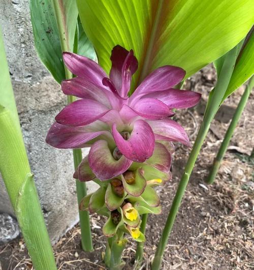 粉色郁金的花语是什么？