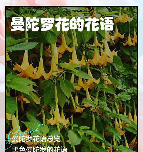 花与颜色的寓意是什么？不同颜色的花代表什么？
