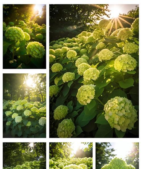 花与颜色的寓意是什么？不同颜色的花代表什么？