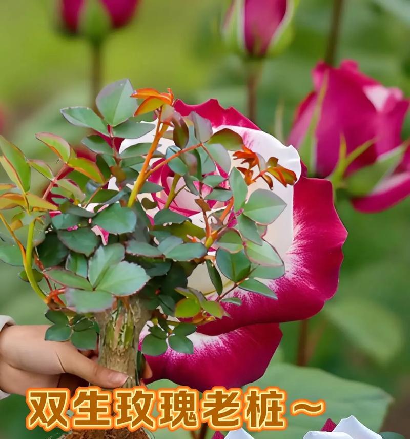双色玫瑰花代表什么？双色玫瑰花的含义是什么？