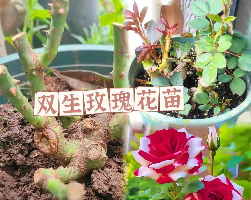 双色玫瑰花代表什么？双色玫瑰花的含义是什么？