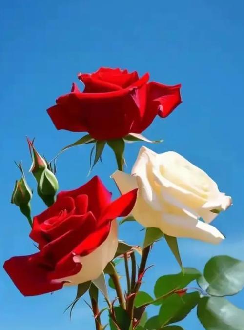 双色玫瑰花代表什么？双色玫瑰花的含义是什么？