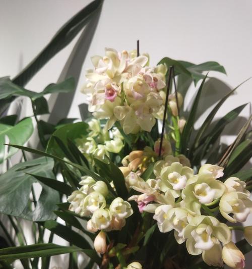 春节插花有什么花语？它们的寓意是什么？