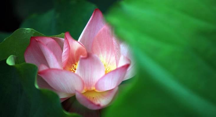 调动成功寓意的花是什么？哪种花象征事业上升？