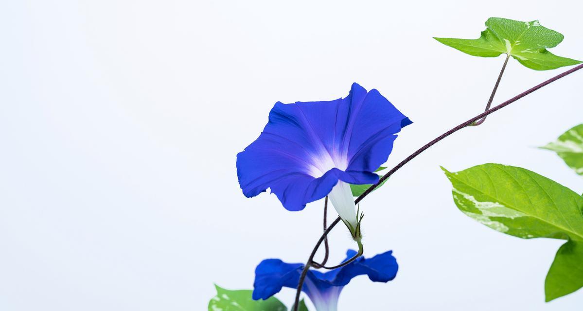 蓝色牵牛花的寓意是什么？它象征着什么？