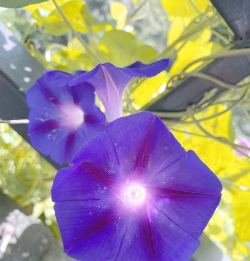 蓝色牵牛花的寓意是什么？它象征着什么？