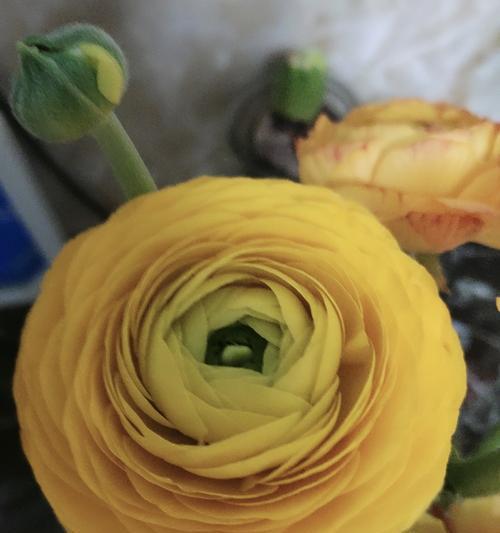 黄色洋牡丹花语是什么？有何特别寓意？