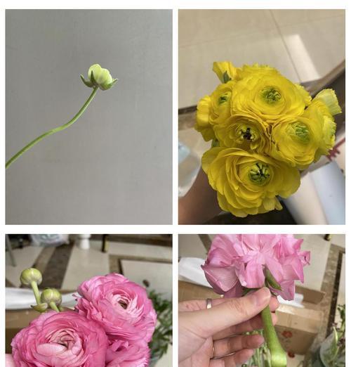 黄色洋牡丹花语是什么？有何特别寓意？