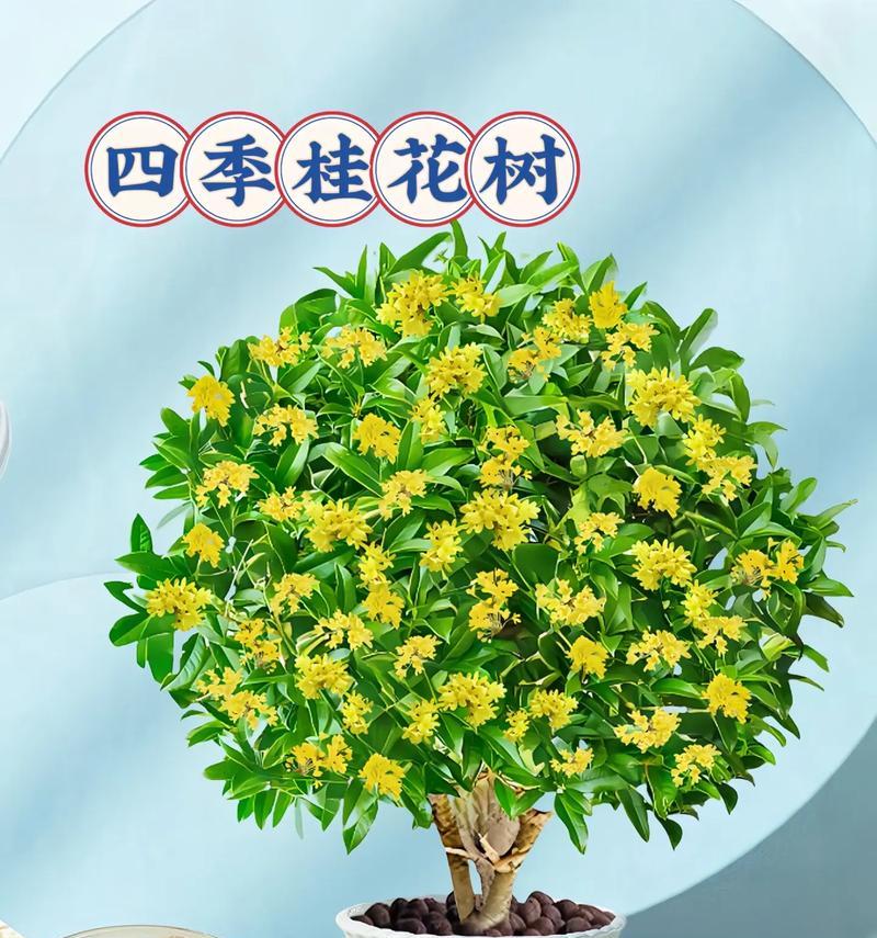 桂花象征着爱情的花吗？桂花在爱情中的象征意义是什么？