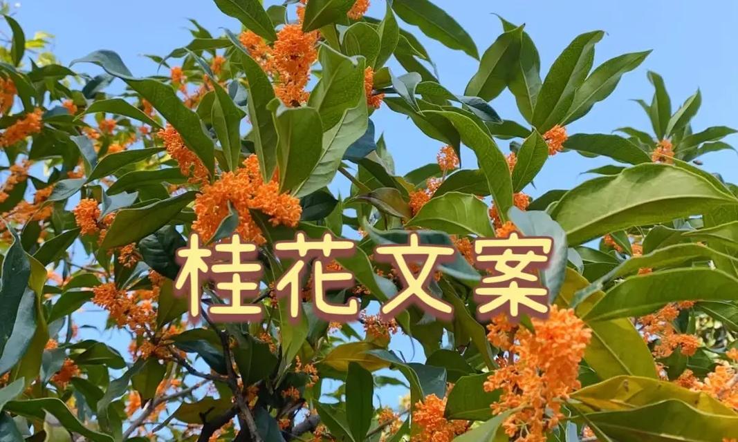 桂花象征着爱情的花吗？桂花在爱情中的象征意义是什么？
