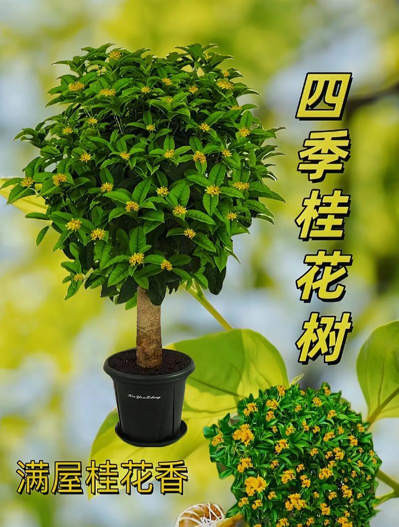 桂花象征着爱情的花吗？桂花在爱情中的象征意义是什么？