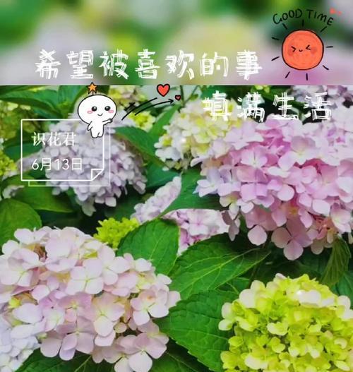 白色的紫色花代表什么？了解花语背后的含义。769