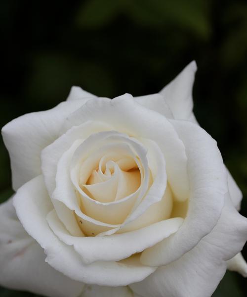 白色的玫瑰花寓意是什么？白色玫瑰花象征着什么？