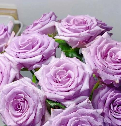 白色的玫瑰花寓意是什么？白色玫瑰花象征着什么？