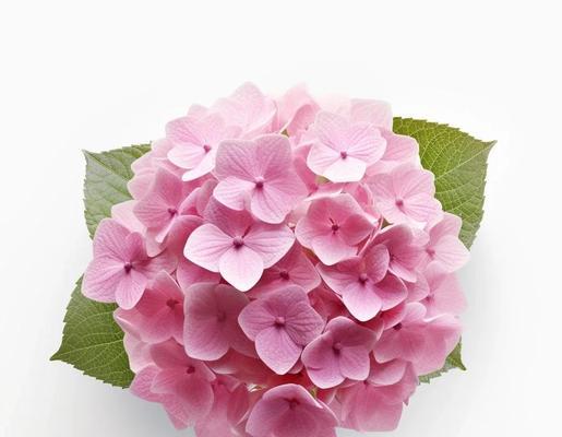 绣球树花不同颜色的寓意是什么？它们各自代表什么？