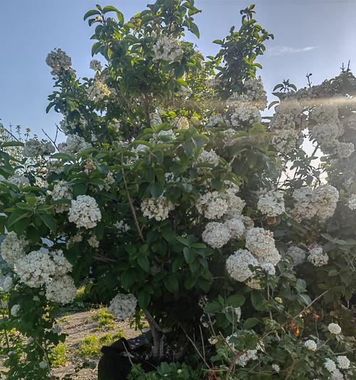 绣球树花不同颜色的寓意是什么？它们各自代表什么？