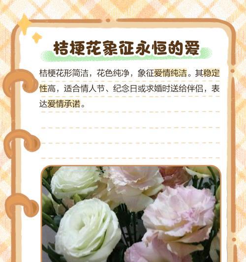 桔梗花的寓意及其由来是什么？