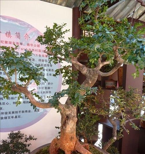 花街节的由来和寓意是什么？