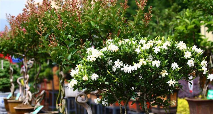 花街节的由来和寓意是什么？