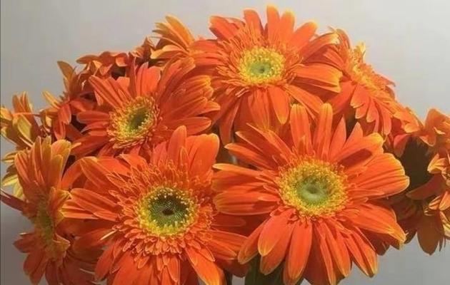 橙色花系的花语是什么？它们代表了哪些寓意？