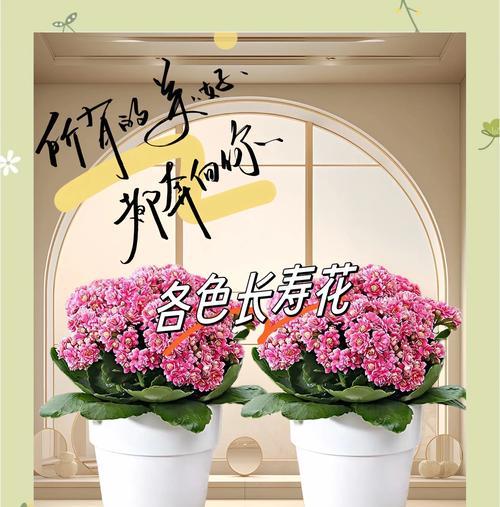长寿花在圣诞节的寓意是什么？圣诞节送长寿花有何含义？
