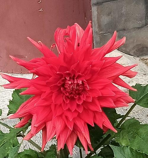 国庆节摆放什么花有特殊意义？花的寓意是什么？