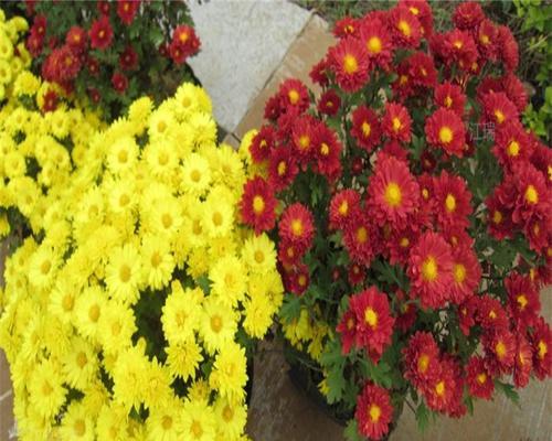 国庆节摆放什么花有特殊意义？花的寓意是什么？