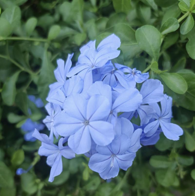 蓝色花中最有意义的是哪一种？蓝色花的象征意义是什么？