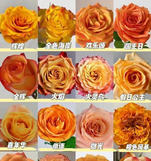 橘色系的花语是什么？如何表达爱情和喜悦？