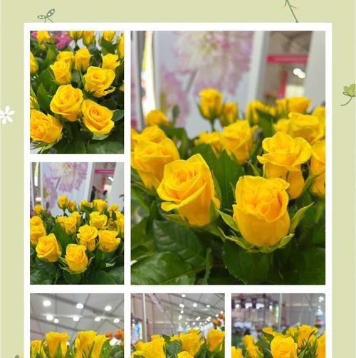 橘色系的花语是什么？如何表达爱情和喜悦？